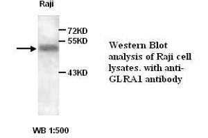 Image no. 1 for anti-Glycine Receptor, alpha 1 (GLRA1) antibody (ABIN1576729) (GLRA1 抗体)