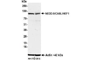 Western Blotting (WB) image for anti-Neural Precursor Cell Expressed, Developmentally Down-Regulated 9 (NEDD9) (AA 150-200) antibody (ABIN7795638)