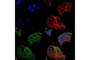 Immunocytochemistry/Immunofluorescence analysis using Rabbit Anti-IRGM Polyclonal Antibody .