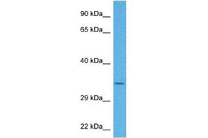 Host:  Rabbit  Target Name:  NR4A1  Sample Tissue:  Human 786-0 Whole Cell  Antibody Dilution:  1ug/ml