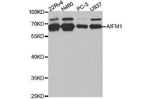 Western blot analysis of extracts of various cell lines, using AIFM1 antibody. (AIF 抗体  (AA 334-613))