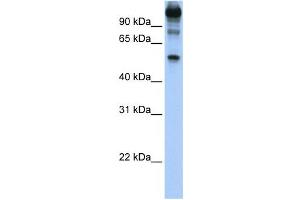 Western Blotting (WB) image for anti-FEZ Family Zinc Finger 1 (FEZF1) antibody (ABIN2459407) (FEZF1 抗体)