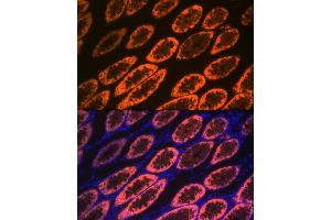 Immunofluorescence (IF) image for anti-Galectin 4 (LGALS4) antibody (ABIN1679347)