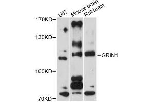 Western blot analysis of extracts of various cell lines, using GRIN1 antibody (ABIN5975849) at 1/1000 dilution. (GRIN1/NMDAR1 抗体)