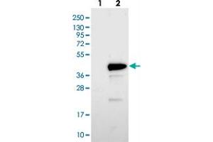 Western blot analysis of Lane 1: Negative control (vector only transfected HEK293T lysate). (BCL2L14 抗体)