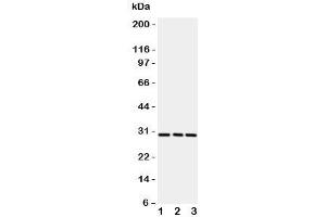 Western blot testing of CD134 / OX40 antibody and rat samples 1:  brain;  2: liver;  3: kidney. (TNFRSF4 抗体  (N-Term))