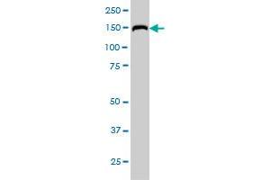 Western Blotting (WB) image for anti-Rap Guanine Nucleotide Exchange Factor (GEF) 6 (RAPGEF6) (AA 1012-1110) antibody (ABIN565663)
