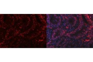 IF analysis of PC4/SUB1 using anti-PC4/SUB1 antibody (ABIN7602185).