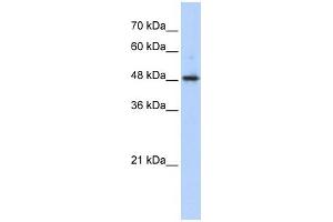 WB Suggested Anti-ABHD2 Antibody Titration:  0. (ABHD2 抗体  (Middle Region))