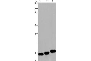 Western Blotting (WB) image for anti-Myosin, Light Chain 12B, Regulatory (MYL12B) antibody (ABIN2430075) (MYL12B 抗体)
