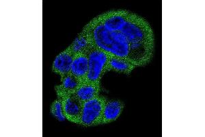 Confocal immunofluorescent analysis of FGG Antibody (N-term) (ABIN391493 and ABIN2841460) with HepG2 cell followed by Alexa Fluor 488-conjugated goat anti-rabbit lgG (green). (FGG 抗体  (N-Term))