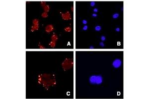 Image no. 4 for anti-Asporin (ASPN) (Internal Region) antibody (ABIN185364)