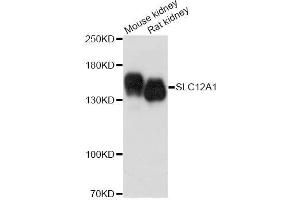 Western blot analysis of extracts of various cell lines, using SLC12A1 antibody. (SLC12A1 抗体  (AA 50-150))