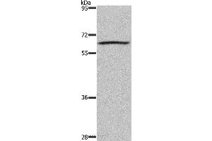 Western blot analysis of 293T cell, using DUSP8 Polyclonal Antibody at dilution of 1:200 (DUSP8 抗体)