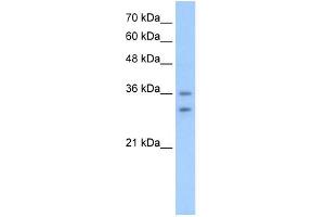 OR6C70 antibody used at 2. (OR6C70 抗体  (C-Term))