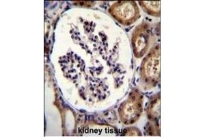 ITGA8 Antibody (C-term) (ABIN655529 and ABIN2845042) immunohistochemistry analysis in formalin fixed and paraffin embedded human kidney tissue followed by peroxidase conjugation of the secondary antibody and DAB staining. (ITGA8 抗体  (C-Term))