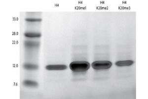 Recombinant Histone H4 trimethyl Lys20 analyzed by SDS-PAGE gel. (Histone H4 Protein (3meLys20))