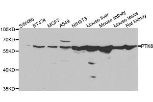 Western blot analysis of extracts of various cell lines, using PTK6 antibody (ABIN5975575) at 1/1000 dilution. (PTK6 抗体)