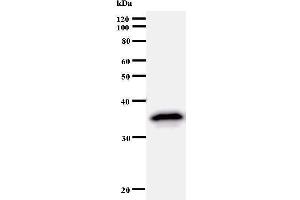 Western Blotting (WB) image for anti-Transcription Factor AP-2 alpha (Activating Enhancer Binding Protein 2 Alpha) (TFAP2A) antibody (ABIN933000)