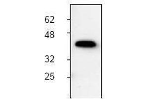 Image no. 1 for anti-Induced Myeloid Leukemia Cell Differentiation Protein Mcl-1 (MCL1) antibody (ABIN126984) (MCL-1 抗体)