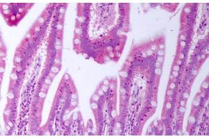 Anti-BTC antibody IHC staining of human small intestine. (Betacellulin 抗体)