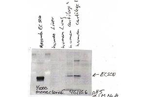 EC-SOD, (4GG11G6, human cartilage) (SOD3 抗体)