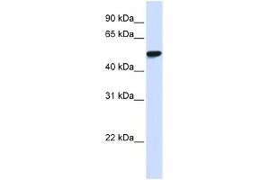WDR4 antibody used at 1 ug/ml to detect target protein. (WDR4 抗体  (N-Term))