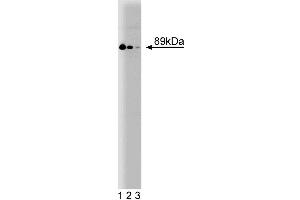Western blot analysis of Stat4 on a rat testis lysate. (STAT4 抗体  (AA 136-258))