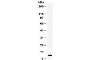 Western blot testing of human placenta lysate with DBI antibody at 0. (Diazepam Binding Inhibitor 抗体  (AA 2-187))