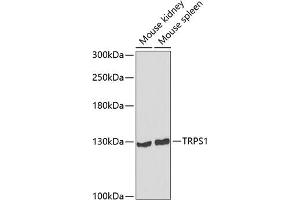 Western blot analysis of extracts of various cell lines, using TRPS1 antibody (ABIN6132997, ABIN6149594, ABIN6149595 and ABIN6223684) at 1:1000 dilution. (TRPS1 抗体  (AA 20-260))