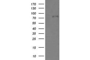 Image no. 1 for anti-Bone Morphogenetic Protein 1 (BMP1) (AA 225-617) antibody (ABIN1491232) (BMP1 抗体  (AA 225-617))