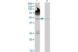 Western Blot analysis of PALM2 expression in transfected 293T cell line by PALM2 monoclonal antibody (M09), clone 1A8. (Paralemmin 2 抗体  (AA 321-411))
