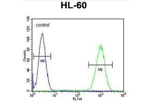 WDR93 Antibody (C-term) flow cytometric analysis of HL-60 cells (right histogram) compared to a negative control cell (left histogram). (WDR93 抗体  (C-Term))