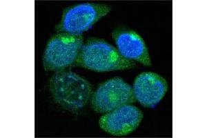 Confocal immunofluorescence analysis of methanol-fixed HepG2 cells using PEG10 mouse mAb (green), showing cytoplasmic localization. (PEG10 抗体  (AA 1-120))
