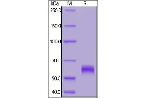 SARS-CoV-2 S protein RBD, Mouse IgG2a Fc Tag on  under reducing (R) condition.