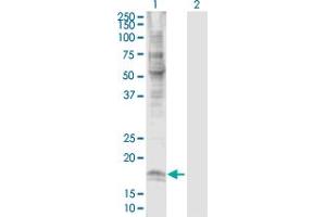 Western Blot analysis of CLDN7 expression in transfected 293T cell line by CLDN7 MaxPab polyclonal antibody. (Claudin 7 抗体  (AA 1-211))