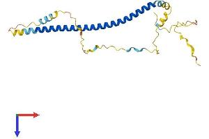 Transfer RNA Proline 2 (Anticodon AGG) (TRNAP2) (AA 1-223) protein (His tag)