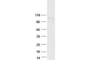 Validation with Western Blot (CCDC157 Protein (Myc-DYKDDDDK Tag))