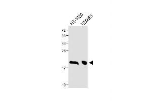 All lanes : Anti-CTAG1A Antibody (N-term) at 1:1000 dilution Lane 1: HT-1080 whole cell lysate Lane 2: U266B1 whole cell lysate Lysates/proteins at 20 μg per lane. (CTAG1A 抗体  (N-Term))