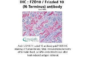 Image no. 1 for anti-Frizzled Family Receptor 10 (FZD10) (Extracellular Domain), (N-Term) antibody (ABIN1734497) (FZD10 抗体  (Extracellular Domain, N-Term))