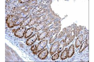 IHC-P Image MCM3 antibody [N1N3] detects MCM3 protein at nucleus on mouse colon by immunohistochemical analysis. (MCM3 抗体)