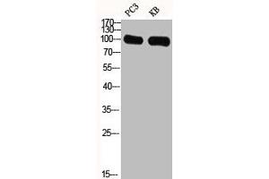 Western Blot analysis of PC3 KB cells using GRIN1 Polyclonal Antibody (GPRIN1 抗体  (Internal Region))