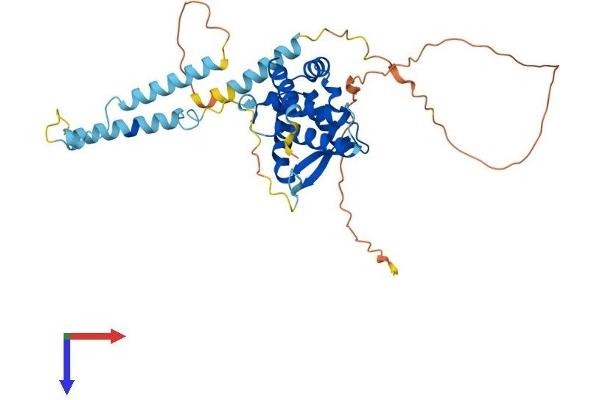 SNAPC1 Protein (AA 1-368) (His tag)