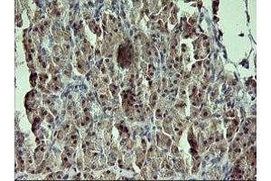 Image no. 1 for anti-Growth Arrest and DNA-Damage-Inducible, gamma (GADD45G) antibody (ABIN1497607) (GADD45G 抗体)