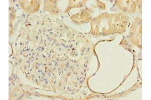 Immunohistochemistry of paraffin-embedded human kidney tissue using ABIN7160892 at dilution of 1:100 (NDUFA13 抗体  (AA 52-144))