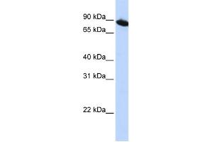 WB Suggested Anti-ZNF780A Antibody Titration:  0.