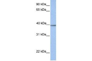 Western Blotting (WB) image for anti-Aminomethyltransferase (AMT) antibody (ABIN2459732) (Aminomethyltransferase 抗体)