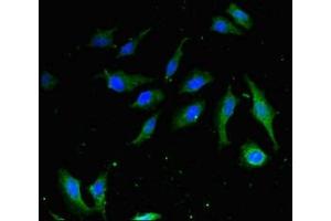 Immunofluorescent analysis of Hela cells using ABIN7155201 at dilution of 1:100 and Alexa Fluor 488-congugated AffiniPure Goat Anti-Rabbit IgG(H+L) (HMGB1 抗体  (AA 2-215))
