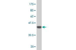 Western Blot detection against Immunogen (38.