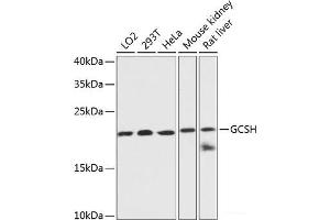 Western blot analysis of extracts of various cell lines using GCSH Polyclonal Antibody at dilution of 1:3000. (GCSH 抗体)